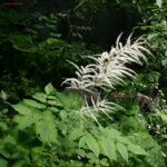 gen.Aruncus