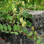 gen.Astragalus