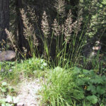 fam.GRAMINACEAE