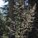 gen.Calamagrostis