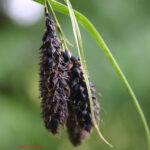 Carex aterrima