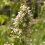 gen.Nepeta