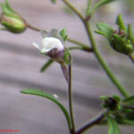 gen.Chaenorhinum