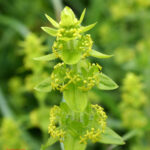 Cruciata laevipes