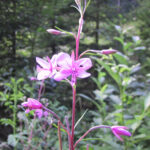 Epilobium dodonaei