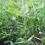Epilobium palustre