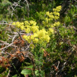 Galium verum