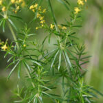 fam.RUBIACEAE