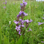 gen.Gentianella