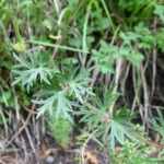 Geranium columbinum