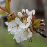gen.Prunus