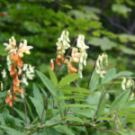 gen.Lathyrus