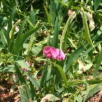 Lathyrus sylvestris