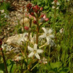 fam.MENYANTHACEAE