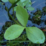 PIANTE ACQUATICHE