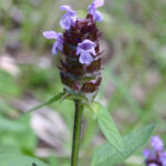 gen.Prunella