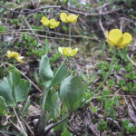 Ranunculus hybridus