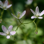 Saxifraga rotundifolia