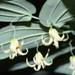gen.Streptopus