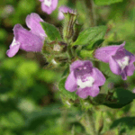 Acinos arvensis