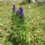 gen.Aconitum