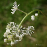 gen.Actaea
