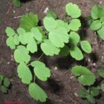 fam.ADIANTACEAE