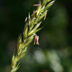 gen.Agropyron