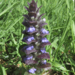 Ajuga pyramidalis
