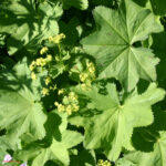 gen.Alchemilla