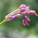 Allium cirrhosum