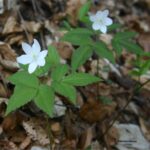 gen.Anemone