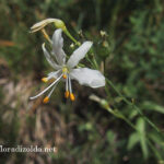 gen.Anthericum