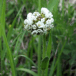 Arabis ciliata