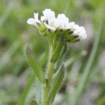 Arabis hirsuta
