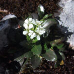 Arabis soyeri