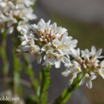 Arabis brassica