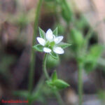 gen.Arenaria