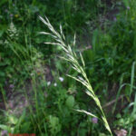 gen.Arrhenatherum