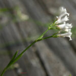 gen.Asperula