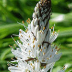 gen.Asphodelus