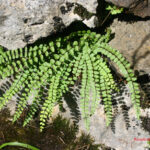 fam.ASPLENIACEAE