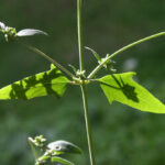 gen.Atriplex