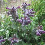 gen.Bartsia