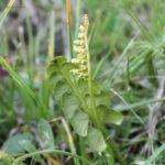 fam.OPHIOGLOSSACEAE