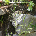 gen.Brachypodium