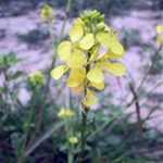Brassica napus