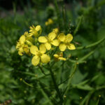 fam.CRUCIFERAE