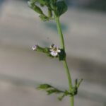 gen.Calamintha