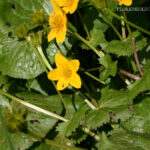 gen.Caltha